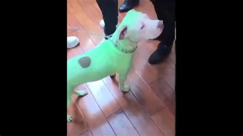 Young Thug dyed his dog green for the cover of Slime Language 2